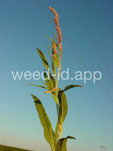 smartweed, pale